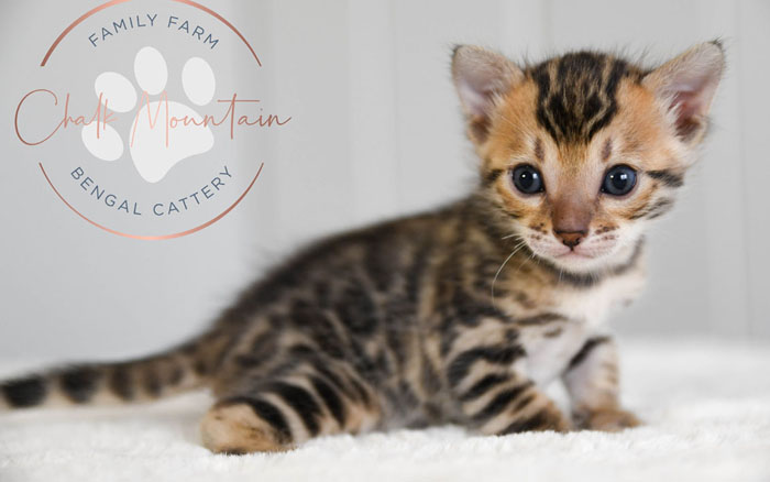 bengal kittens for sale